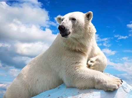polar bear against sky