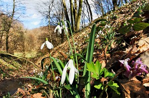 SRBIJA FRUŠKA GORA PRIRODA