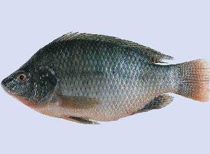tilapia