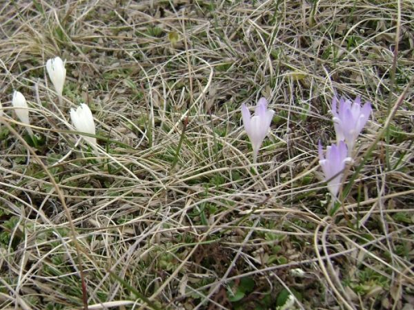 kaćun e1617136205626