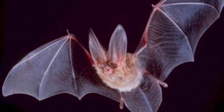 šišmiš e1548060571115