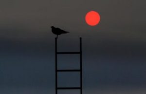 Prizor e1554529506182 Prizor e1554529506182