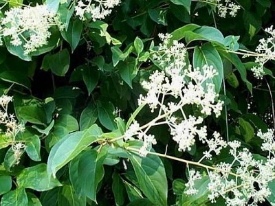 tripterygium wilfordii