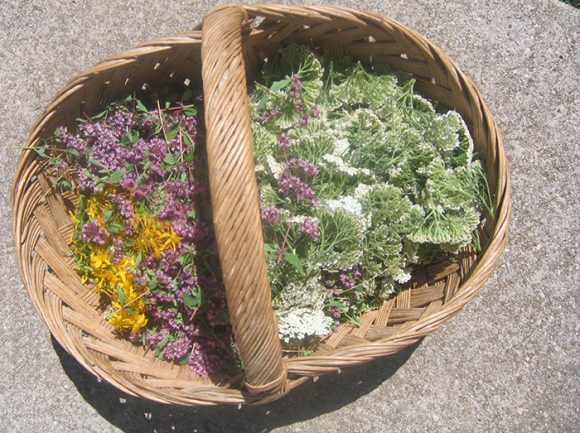 bilje e1611096137347