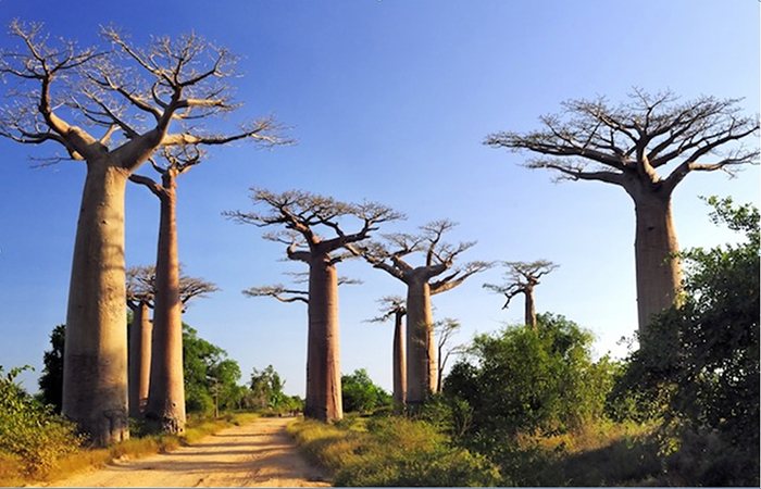 baobab baobab