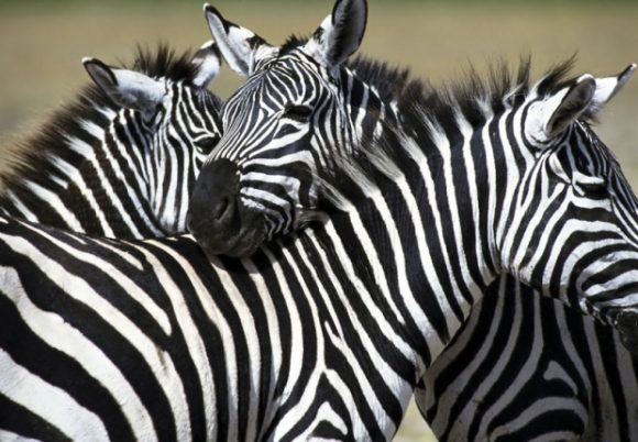 zebra