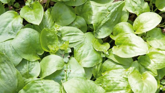 bokvica e1623302808695