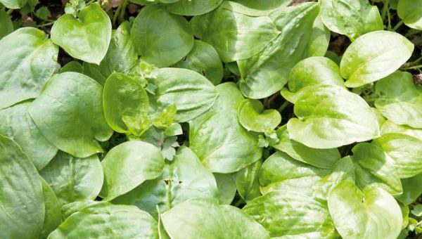 bokvica e1623302808695