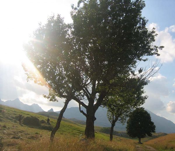 tresnja e1624218769800