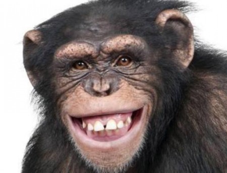 simpanza e1550002376990