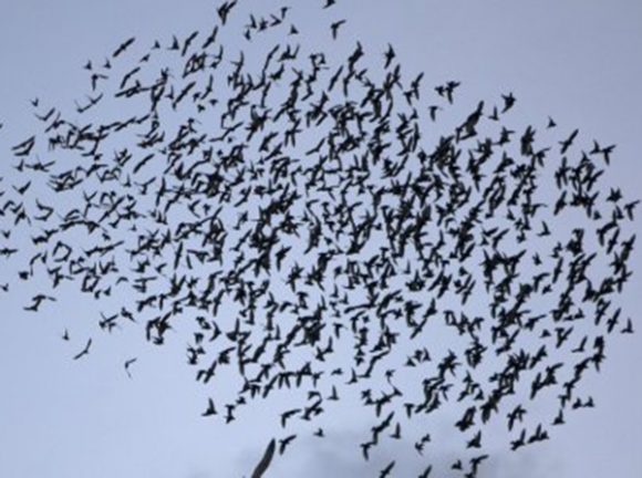 Evolucija ptica počela mnogo prije izumiranja dinosaurusa