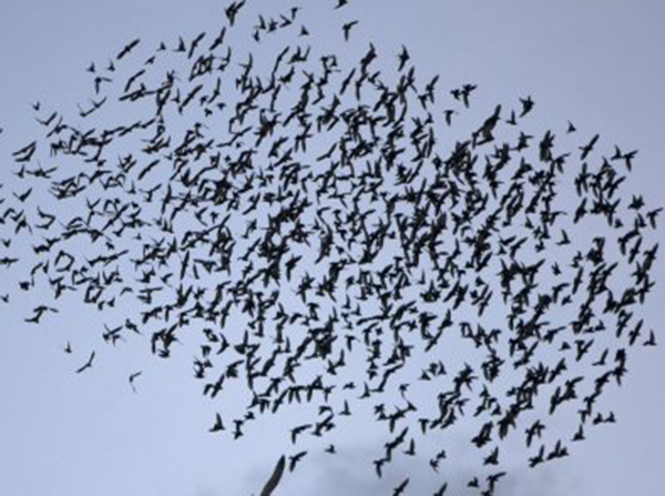 Evolucija ptica počela mnogo prije izumiranja dinosaurusa