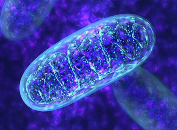 mitochondria