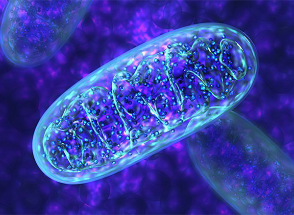 mitochondria