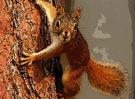 vjeverica e1529955573589