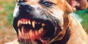 ujed pitbul e1540586862864