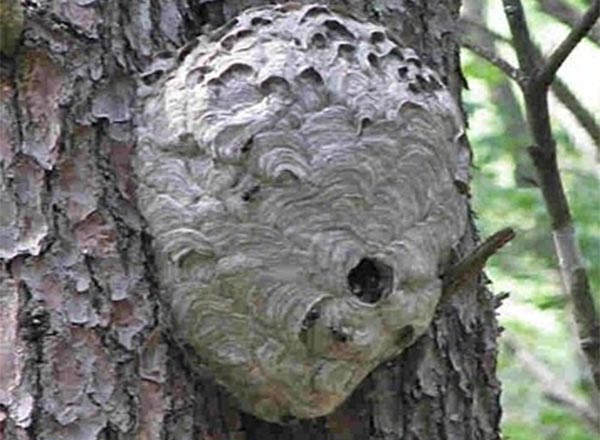 stršljeni gnijezdo stršljeni gnijezdo