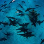 Ajkule na Bahamima pozitivne na kokain, kofein i ljekove protiv bolova