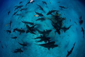 Ajkule na Bahamima pozitivne na kokain, kofein i ljekove protiv bolova