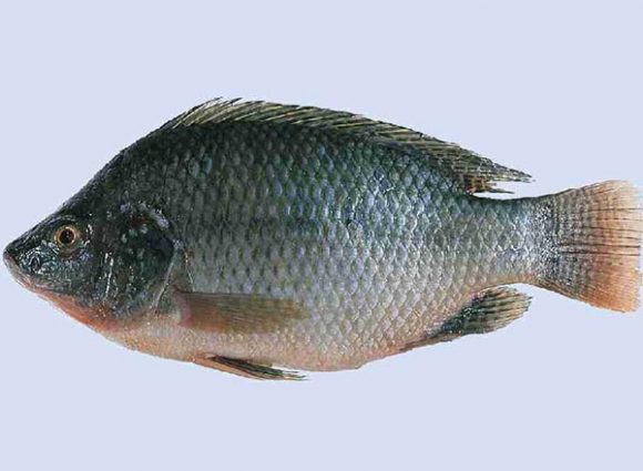 tilapia