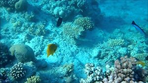 podvodni svijet e1553237497155