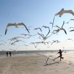 Galebove ćete najlakše otjerati ako viknete na njih