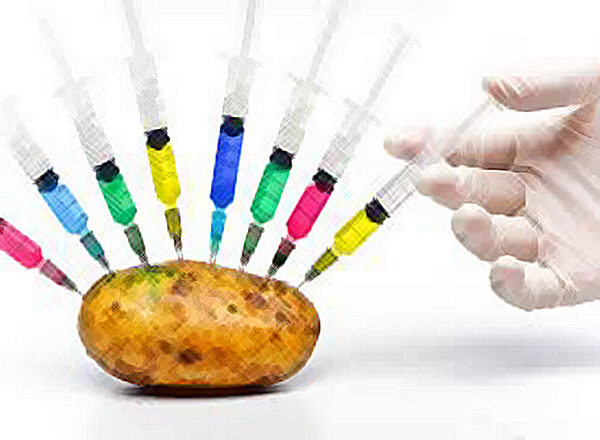 GMO