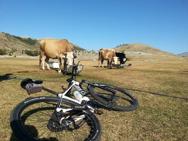 goveda biciklo e1599165602449