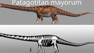 patagotitan mayorum