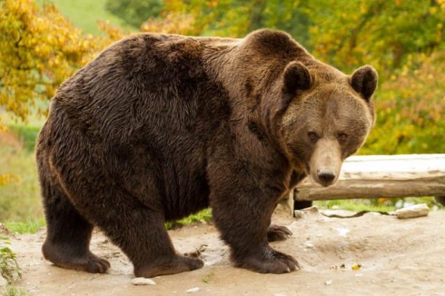 Medvjed pošao na sahranu