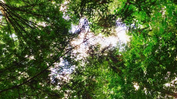 Najviša dnevna temperatura od 17 do 27 stepeni