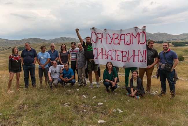 Evropski zeleni-sinjajevina
