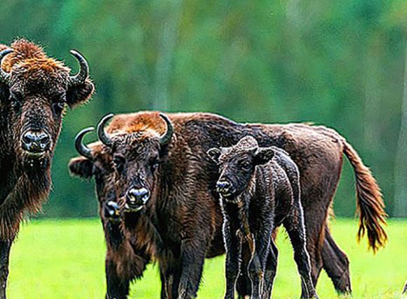 Nacionalni mjesec bizona