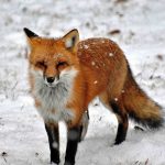 Lisac se prošvercovao iz Engleske u SAD