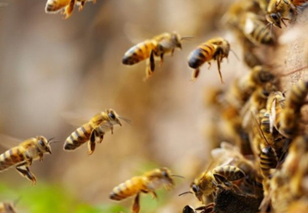 Radioaktivno osinje gnijezdo