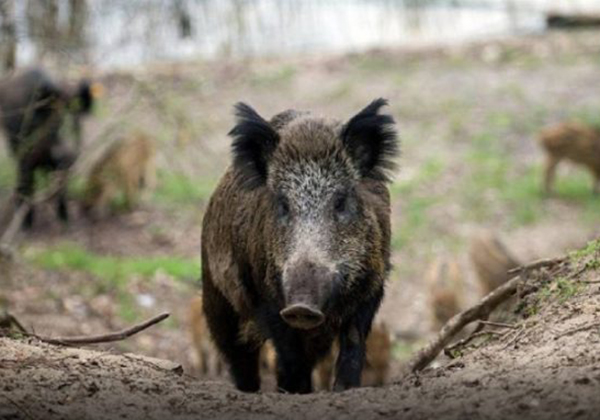 divlja svinja