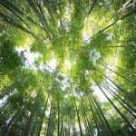 Kina sadnjom drveća promijenila raspodjelu vode u cijeloj zemlji