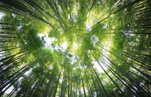 Kina sadnjom drveća promijenila raspodjelu vode u cijeloj zemlji