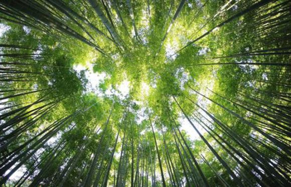 Kina sadnjom drveća promijenila raspodjelu vode u cijeloj zemlji