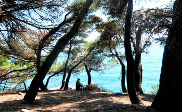 Šetnja u prirodi utiče pozitivno na raspoloženje i na funkcionisanje mozga