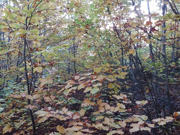 Najviša dnevna temperatura od 6 do 22 stepena