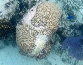 Otkriven nov i zdrav koralni greben