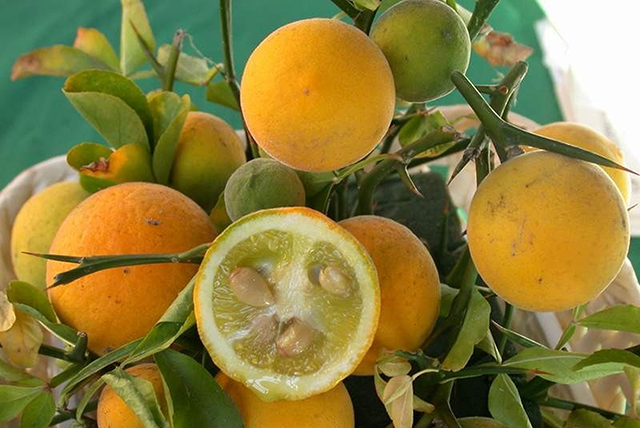 Da li je dobro piti limunadu ujutro natašte?