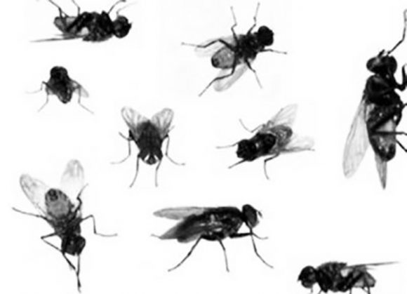 Kako se boriti protiv muva