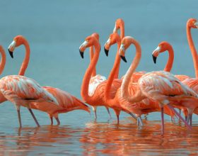 Kako prijateljuju flamingosi