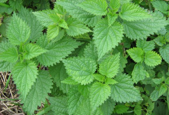 Kako kopriva pomaže šećerašima?