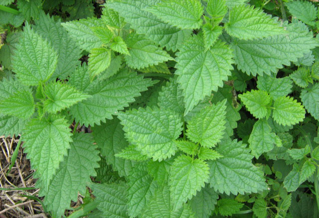 Kako kopriva pomaže šećerašima?