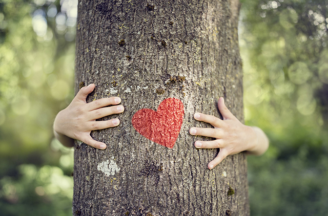 Antverpen čašćava stanovnike drvećem