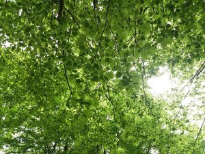 Izašli na zelenu granu?