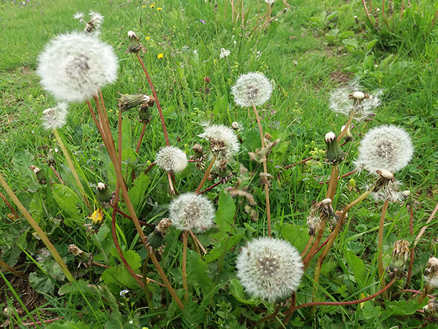 Čaj od korijena maslačka